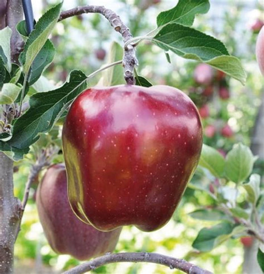 King Roat– Premium Tart-Sweet Himalayan Apples