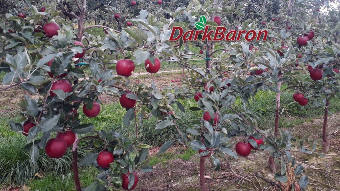 Dark Baron Gala– Premium Himalayan Apples