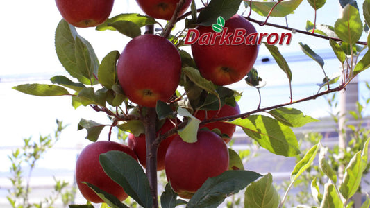 Dark Baron Gala– Premium Himalayan Apples