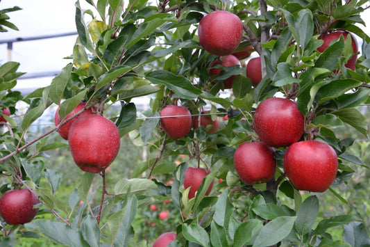 Schinico Red Gala – Crunchy, Long Shelf-Life Apples