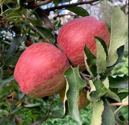 Royal Apples– Traditional Himalayan Apples