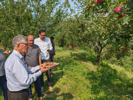 Why Buying Apples Directly from the Orchard is Better — Fresher, Purer & Fairer