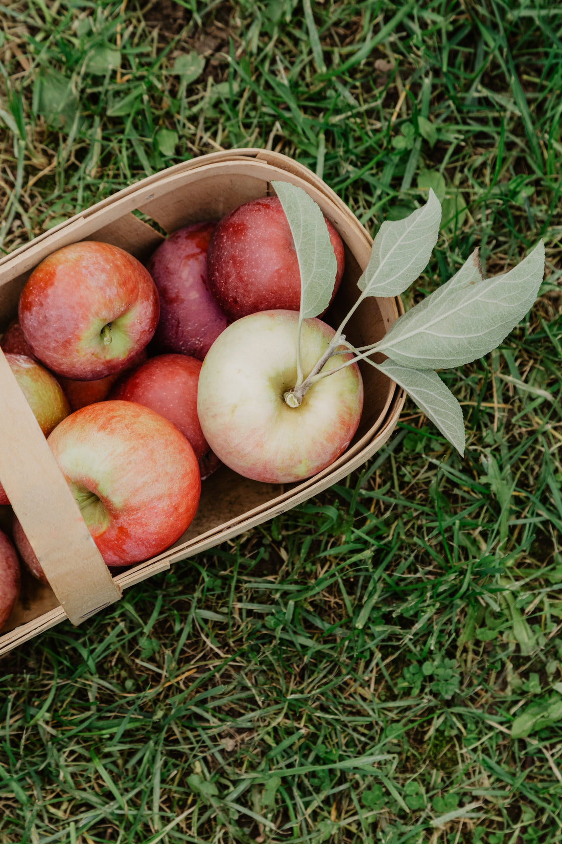 Farm Stories & Sustainability: The Heartbeat of Apple Orchards