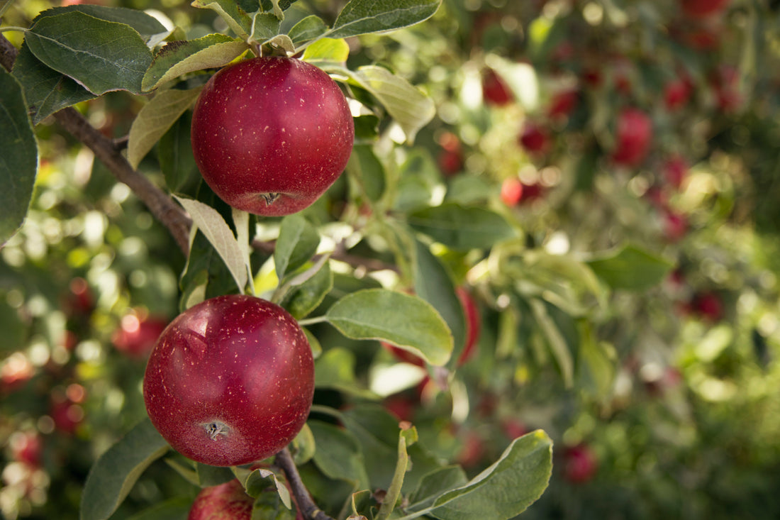 Devrana’s Apple Varieties Explained: Which One’s Right for You?