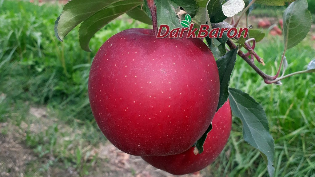 Dark Baron Gala– Premium Himalayan Apples