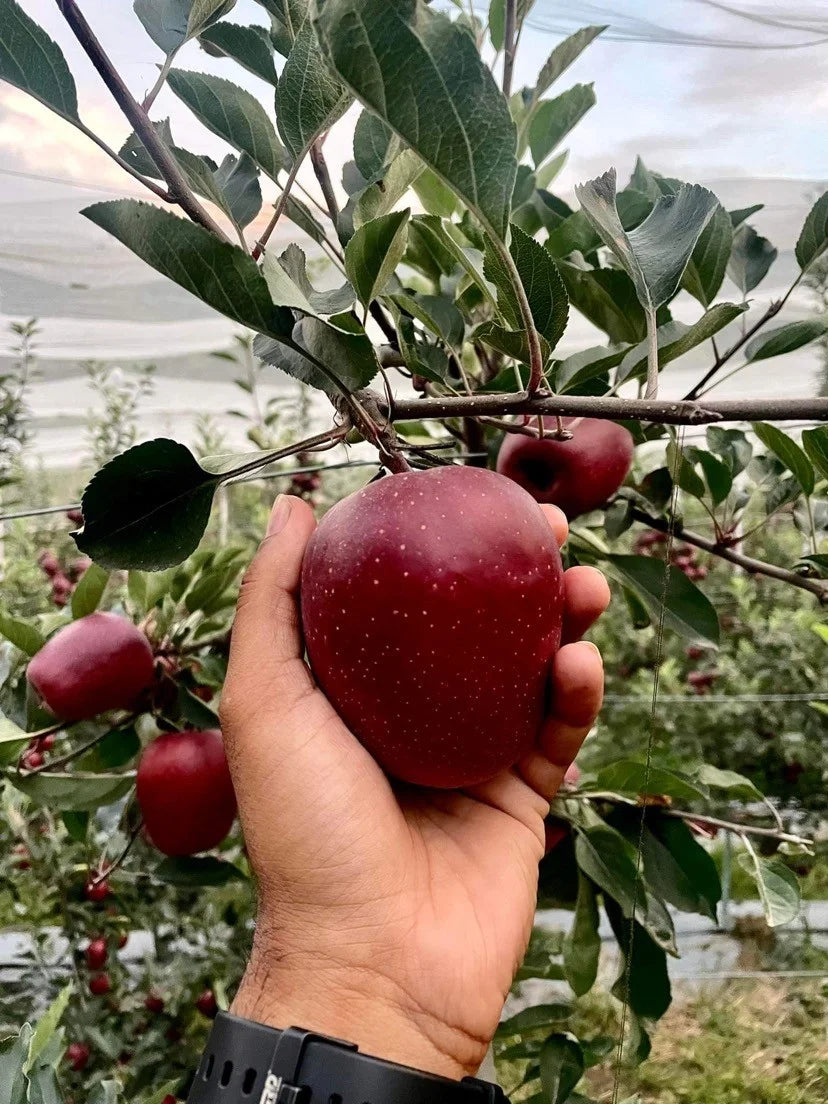 Nerissimo Gala– Premium Black Apples from Himalayas
