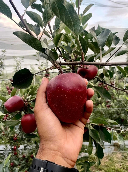 Nerissimo Gala– Premium Black Apples from Himalayas