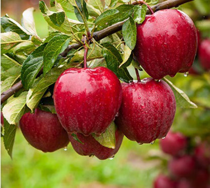 Red Delicious – India’s Classic Sweet Apple