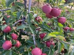 Royal Apples– Traditional Himalayan Apples