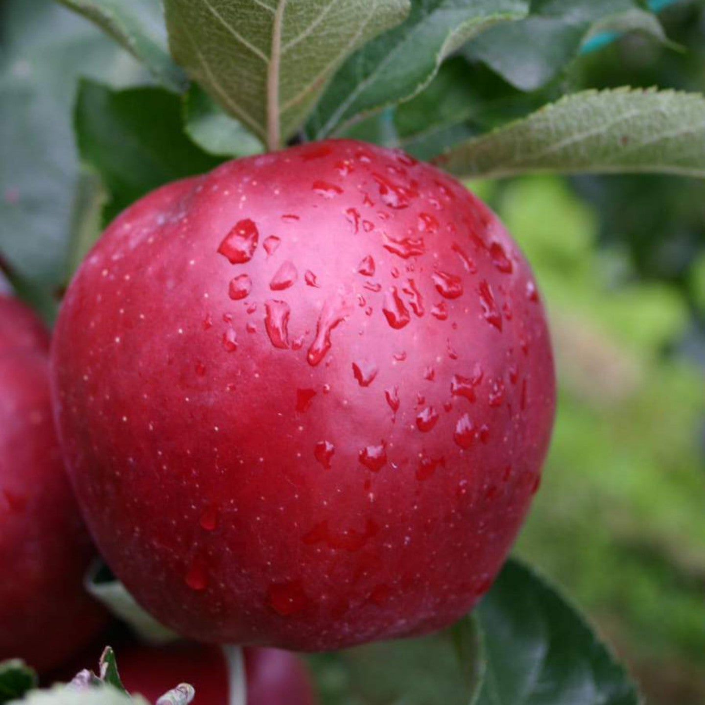 Schinico Red Gala – Crunchy, Long Shelf-Life Apples
