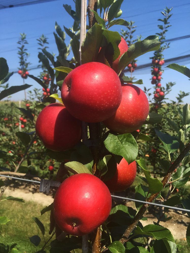 Schinico Red Gala – Crunchy, Long Shelf-Life Apples