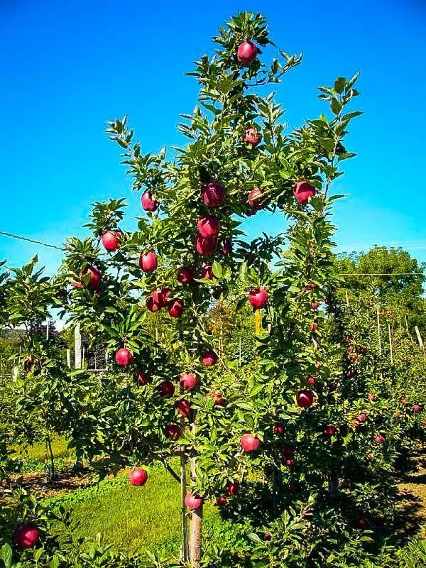 Red Delicious – India’s Classic Sweet Apple