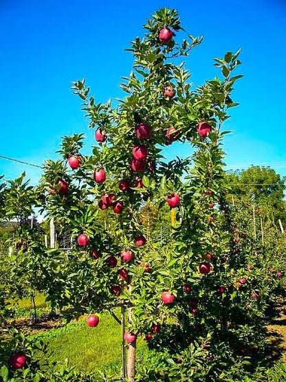 Red Delicious – India’s Classic Sweet Apple